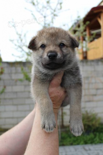 �t�n� �eskoslovensk�ho vl��ka