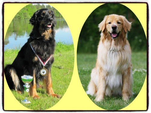 Hovawart - �t���tka s PP