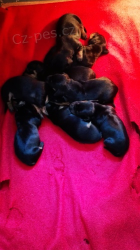 Jezev��k hl.stan.�ern� s p�len�m