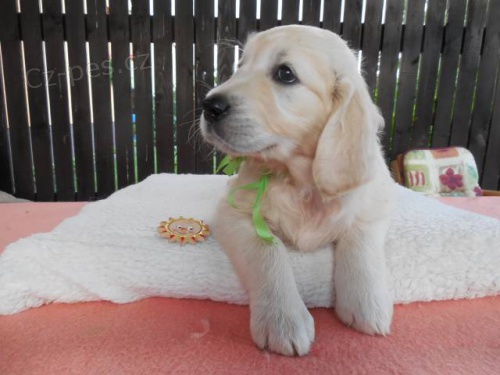 Rezervace �t���tek Zlat�ho retr�vr s PP