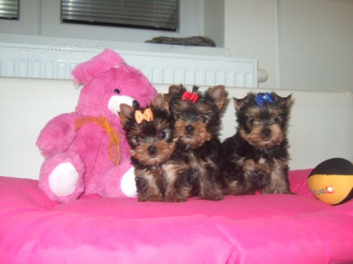 Jork��rsk� teri�r s PP