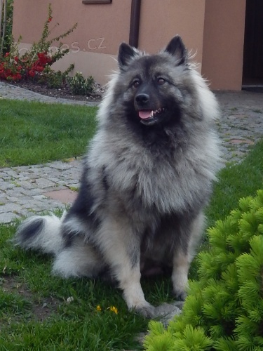 Vl�� �pic s PP