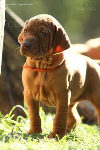 Ma�arsk� oha� - Vizsla - �t���tka s PP