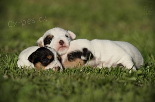 Parson Russell teri�r - �t��ata s PP