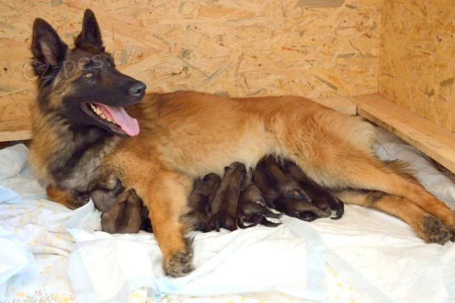 Belgick� ov��k Tervueren