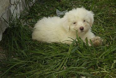 Prod�m �t���tka Coton de Tul�ar