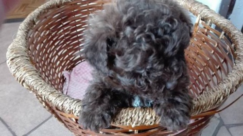 Bolo�sk� ps�k barevn� s PP/Rusk� bar. bolonka