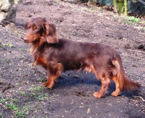 Jezev��k dlouhosrst� trpasli��