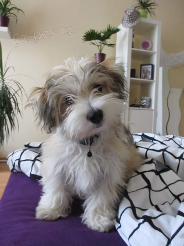 Havansk� ps�k v�roba miminek