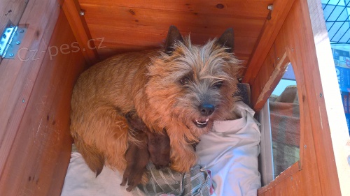 �t���tka Cairn teriera