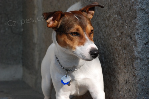 Nab�dka kryt� Jack Russell Terrier