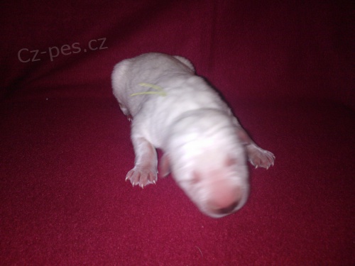 P�ij�m�me rezervace na pejsky sPP