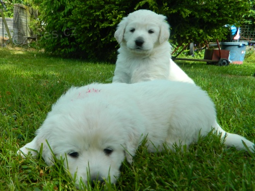 �t���tka slovensk�ho �uva�e s PP