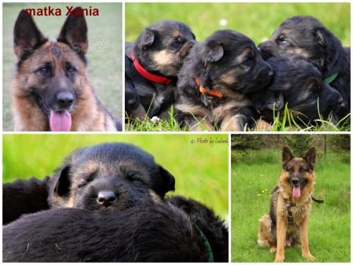 N�meck� ov��k �t��ata s PP