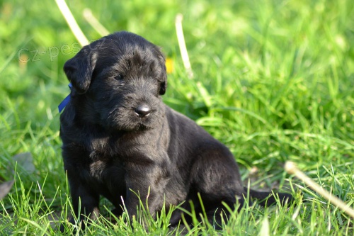 Kn�ra� velk� �ern�