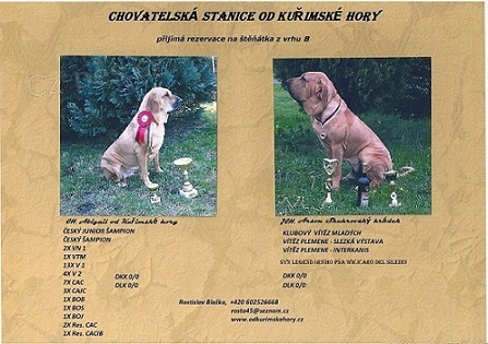 Brazilsk� fila s PP  6/2016