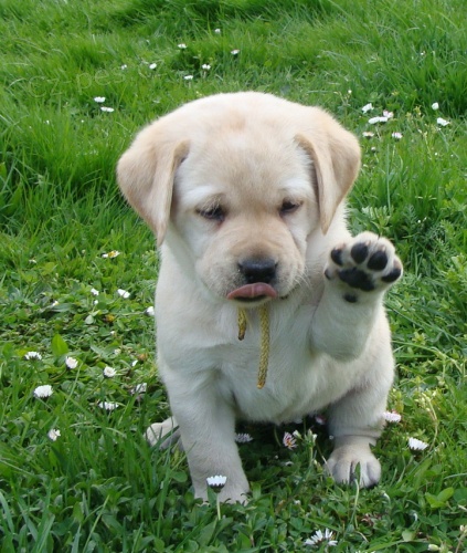 Labradorsk� retriever s PP