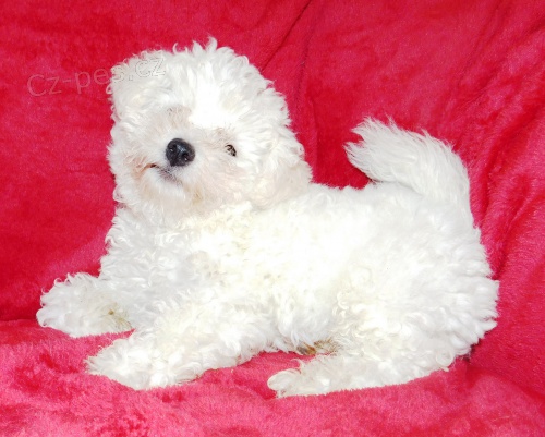 Bi�onek frise, �t�n� s PP kluk