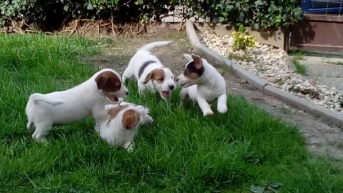 Pred�m �teniatka JRT s PP