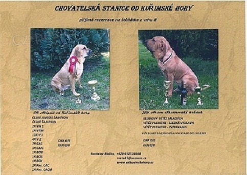 Brazilsk� fila �t���tka s PP odb�r �erven 2016