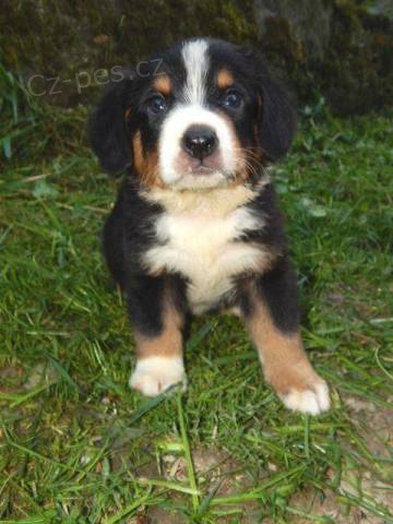 Entlebu�sk� sala�n�cky pes