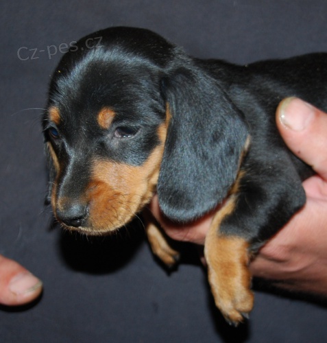 Hladkosrst� fenka jezev��ka