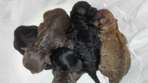 Bolo�sk� ps�k barevn� s PP/Rusk� bar. bolonka