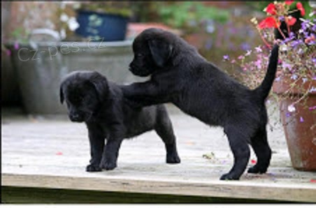 Dva Labrador �t��ata zdarma