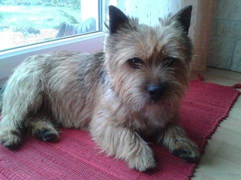 Nab�z�me norwich teri�ra ke kryt�!