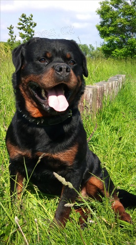 Rotvajler, rottweiler, RTW s PP � KE KRYT�