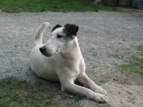 Foxterier hladkosrst�