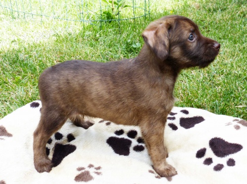 Peru�nsk� nah�� s PP, osrst�n� pejsek