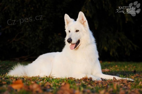 �t��ata B�l�ho �v�carsk�ho ov��k s PP 