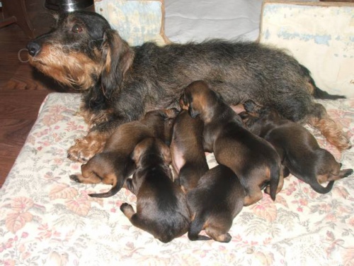 Jezev��k drsnosrst� standardn� - nab�dka �t���tek