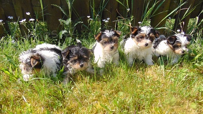 Biewer yorkshire terrier - �t���tka s PP