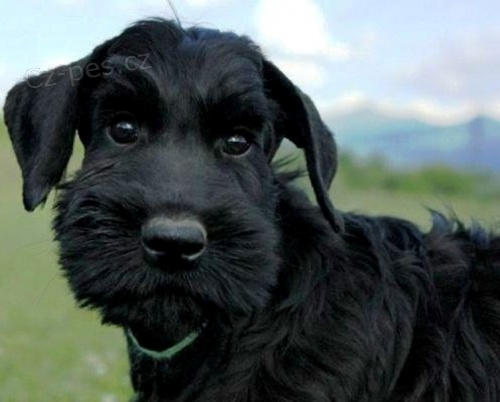 KN�RA� VELK� �ERN� -  ODB�R IHNED