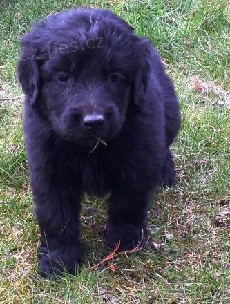 �t���tka Hovawarta