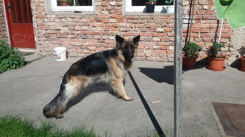 N�meck� ov��k-fena