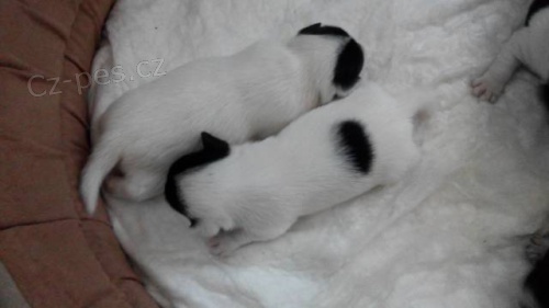 Prod�m �t��ata Jacka Russela