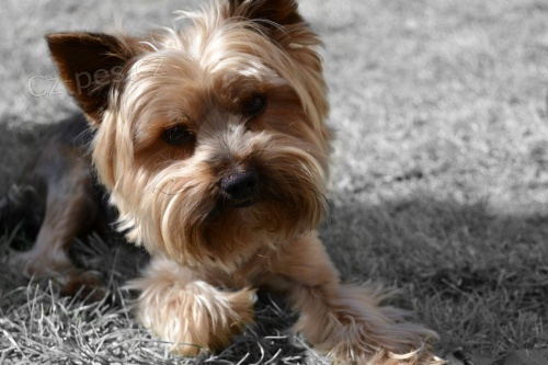 Jork��rsk� teri�r hled� fenku na kryt�