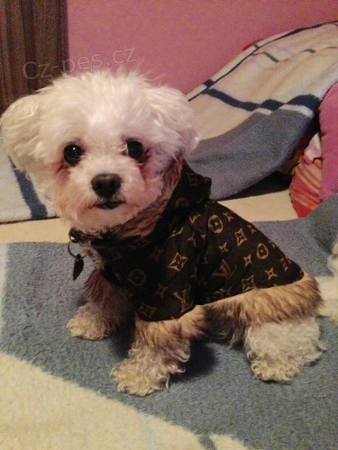 BOLO�SK� PS�K KE KRYT�