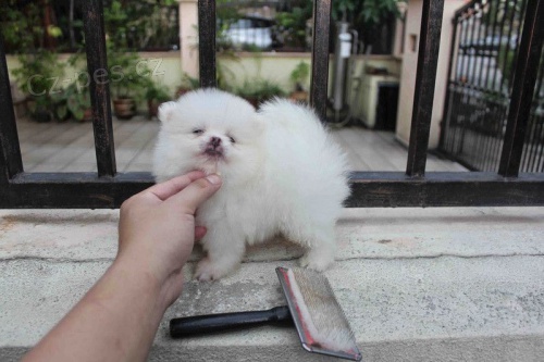 Dva Palec nahoru T-Cup Pomeransk� �t��ata