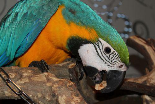 Modr� a zlat� papou�ek papou�ek na prodej ; 10000 K�