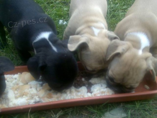 �t��ata fr. buldo�ka