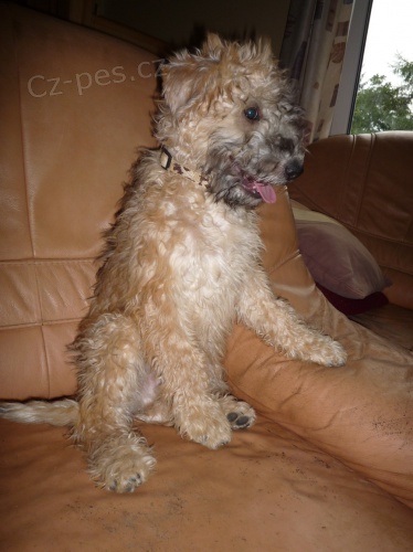 �t�n� pejsek a fenka  Irrish Soft Coated Wheaten terrier