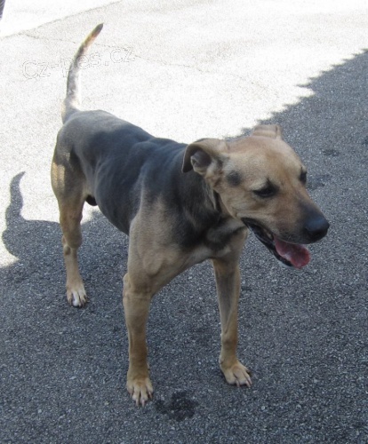 ENDY n�meck� ov��k x svalovec