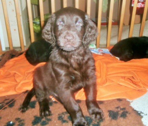 Flat coated retriever hn�da s PP