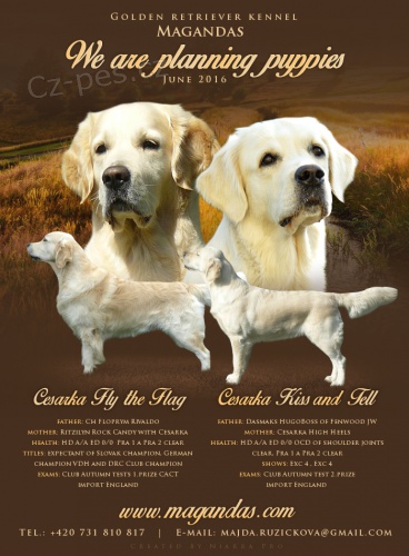 �t���tka golden retrievera s PP