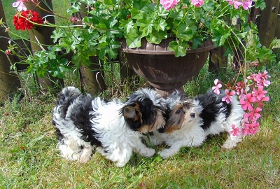 Biewer yorkshire terrier - �t���tka s PP