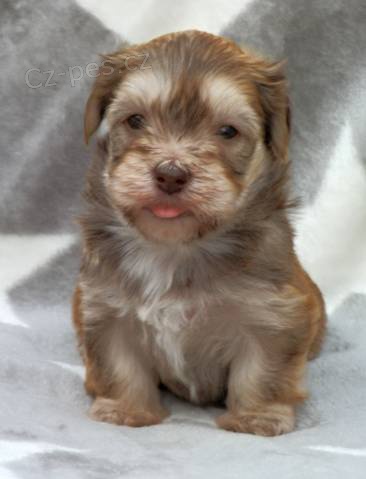 Havansk� ps�k - �t���tka